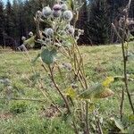 Arctium tomentosum habit picture by Sara Larva (cc-by-sa)