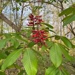 Aesculus pavia leaf picture by Joel Hicks (cc-by-sa)