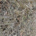 Cynodon dactylon habit picture by S. Dufour-Kowalski (cc-by-sa)