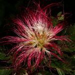 Calliandra bijuga flower picture by Nelson Zamora Villalobos (cc-by-nc)