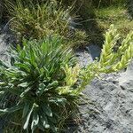 Onosma tricerosperma habit picture by Llandrich anna (cc-by-sa)