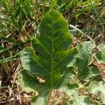 Citrullus lanatus leaf picture by amazingdaddy69 (cc-by-sa)