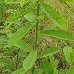 Crotalaria retusa leaf picture by Christopher Smith (cc-by-sa)