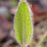 Arabis ciliata leaf picture by Yoan MARTIN (cc-by-sa)