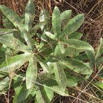 Cochlospermum tinctorium leaf picture by Herwig Mees (cc-by-sa)