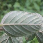 Melochia villosa leaf picture by Nelson Zamora Villalobos (cc-by-nc)