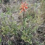 Aloe amudatensis habit picture by susan brown (cc-by-sa)