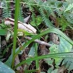 Cyperus friburgensis leaf picture by Trap Hers (cc-by-sa)