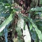 Campyloneurum nitidum habit picture by Trap Hers (cc-by-sa)