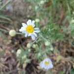 Anthemis ruthenica flower picture by Paweł Michalski (cc-by-sa)