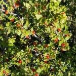 Ribes cereum fruit picture by fisher60 (cc-by-sa)