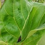 Ficus lyrata leaf picture by vanessa romera (cc-by-sa)