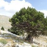 Juniperus foetidissima habit picture by Sylvain Piry (cc-by-sa)