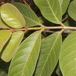 Psidium guineense leaf picture by Nelson Zamora Villalobos (cc-by-nc)