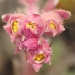 Saxifraga porophylla flower picture by Emanuele Santarelli (cc-by-sa)