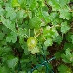 Ribes uva-crispa fruit picture by Pl@ntNet (cc-by-sa)