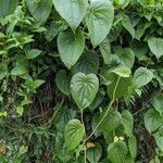 Dioscorea bulbifera habit picture by Will Clark (cc-by-sa)