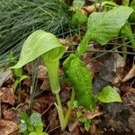 Arisaema triphyllum flower picture by Sameer Marathe (cc-by-sa)