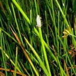 Eleocharis elegans leaf picture by Nelson Zamora Villalobos (cc-by-nc)