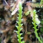 Selaginella helvetica flower picture by Frank Sundermeyer (cc-by-sa)