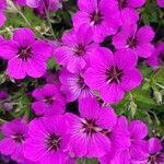Geranium psilostemon flower picture by Kunal Vyas (cc-by-sa)