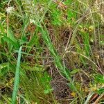 Lepidium heterophyllum habit picture by Pierre LEON (cc-by-sa)