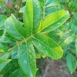 Rosa moschata leaf picture by (灬º‿º灬)♡ (cc-by-sa)