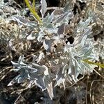 Encelia farinosa leaf picture by Matthew DreamsOfBunnies (cc-by-sa)