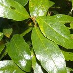 Styrax warscewiczii leaf picture by Nelson Zamora Villalobos (cc-by-nc)