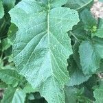 Erucastrum gallicum leaf picture by Michaël Cid (cc-by-sa)