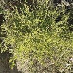 Dittrichia graveolens habit picture by Prieta Javier (cc-by-sa)