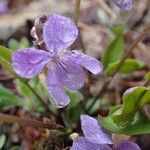 Viola thomasiana flower picture by Yoan MARTIN (cc-by-sa)
