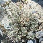 Artemisia glacialis habit picture by Jacques Zuber (cc-by-sa)