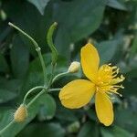 Chelidonium majus flower picture by Anne-Marie Jegou (cc-by-sa)