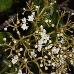 Viburnum venustum habit picture by Nelson Zamora Villalobos (cc-by-nc)