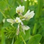 Astragalus hamosus flower picture by Mehmet Basbag (cc-by-sa)