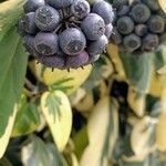 Hedera colchica fruit picture by Angèle (cc-by-sa)
