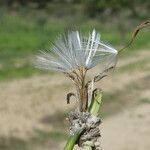 Chondrilla juncea fruit picture by Llandrich anna (cc-by-sa)