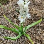 Chlorophytum tuberosum flower picture by Susan Brown (cc-by-sa)