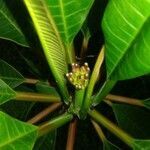 Plumeria obtusa flower picture by Tick Luna (cc-by-sa)