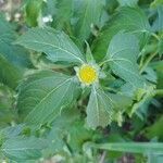 Helianthus decapetalus leaf picture by Stefany Page-Douville (cc-by-sa)