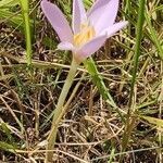 Colchicum autumnale habit picture by Sarami (cc-by-sa)