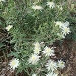 Mentzelia multiflora habit picture by Euphrosyne Beauchamp (cc-by-sa)