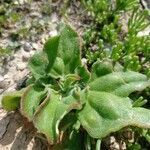 Mesembryanthemum crystallinum leaf picture by Dylan Fajardo (cc-by-sa)