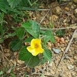 Turnera ulmifolia flower picture by Rodriguez Patricia (cc-by-sa)