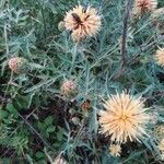 Centaurea collina flower picture by gerard hortis (cc-by-sa)