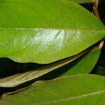 Heteropterys macrostachya leaf picture by Nelson Zamora Villalobos (cc-by-nc)