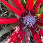 Fascicularia bicolor flower picture by Stefan Spoon (cc-by-sa)