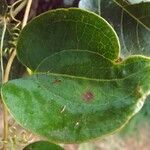 Smilax anceps leaf picture by S. Dufour-Kowalski (cc-by-sa)