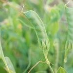 Lathyrus aphaca fruit picture by Palmieri Nicola (cc-by-sa)